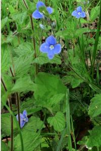 <i>Veronica chamaedrys</i>