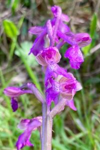 <i>Anacamptis morio</i>