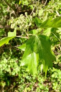 <i>Torminalis glaberrima</i>