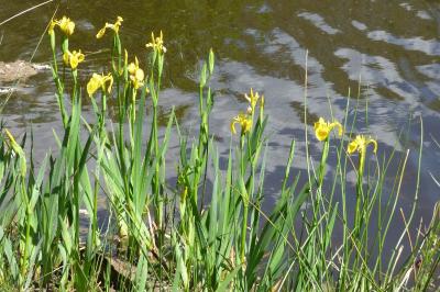 <i>Iris pseudacorus</i>