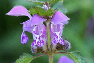 <i>Lamium maculatum</i>