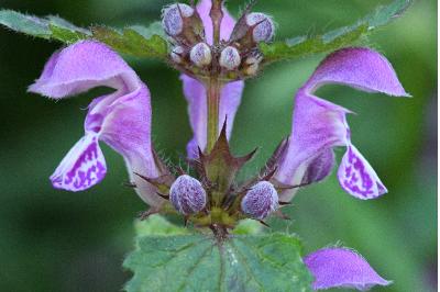 <i>Lamium maculatum</i>