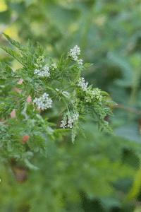 <i>Anthriscus caucalis</i>