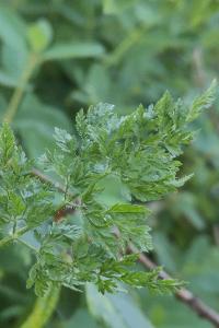 <i>Anthriscus caucalis</i>