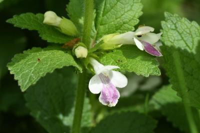 <i>Melittis melissophyllum</i>