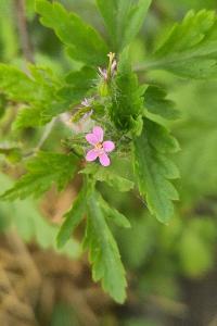 <i>Geranium purpureum</i>
