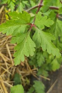 <i>Geranium purpureum</i>