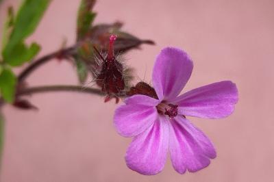 <i>Geranium robertianum</i>
