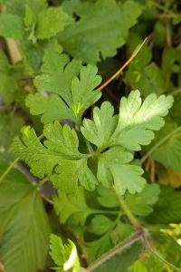 <i>Geranium robertianum</i>