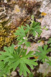 <i>Geranium pusillum</i>