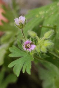 <i>Geranium pusillum</i>