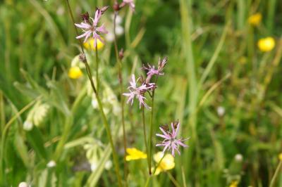 <i>Lychnis flos-cuculi</i>