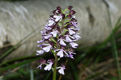 <i>Orchis purpurea</i>