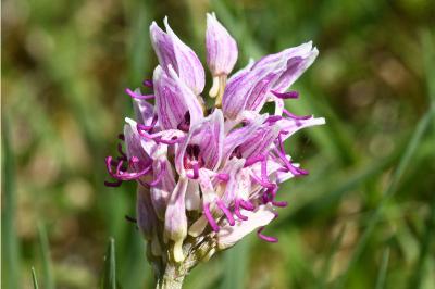 <i>Orchis simia</i>