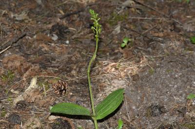 <i>Neottia ovata</i>