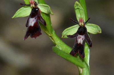 <i>Ophrys insectifera</i>