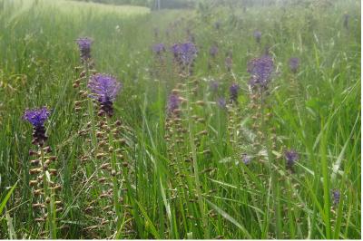 <i>Muscari comosum</i>