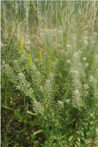 <i>Lepidium campestre</i>