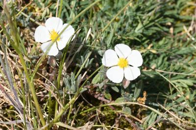 <i>Helianthemum apenninum</i>