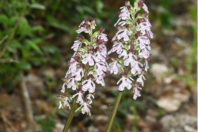 <i>Orchis purpurea</i>