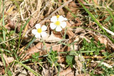 <i>Helianthemum apenninum</i>