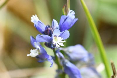 <i>Polygala calcarea</i>