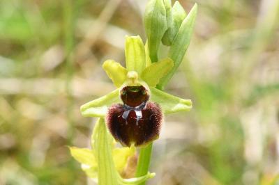 <i>Ophrys aranifera</i>