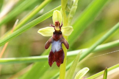 <i>Ophrys insectifera</i>