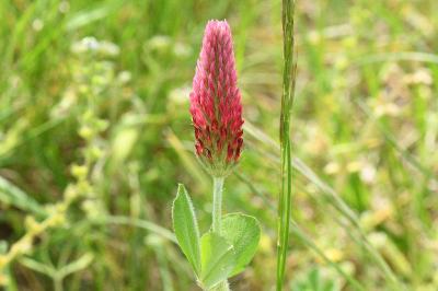 <i>Trifolium incarnatum</i>