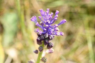 <i>Muscari comosum</i>