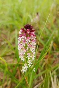 <i>Neotinea ustulata</i>