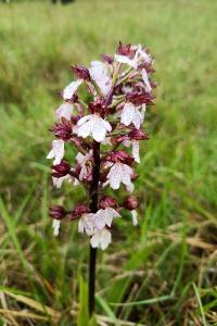 <i>Orchis purpurea</i>