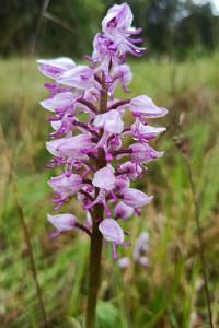 <i>Orchis militaris</i>