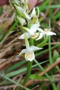 <i>Platanthera chlorantha</i>