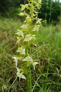 <i>Platanthera chlorantha</i>