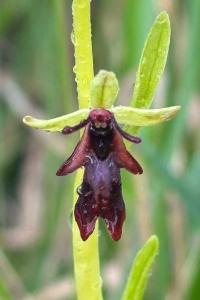 <i>Ophrys insectifera</i>