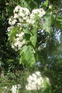 <i>Torminalis glaberrima</i>