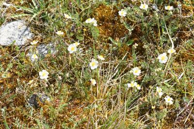<i>Helianthemum apenninum</i>