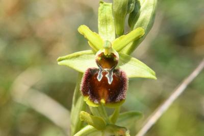 <i>Ophrys aranifera</i>