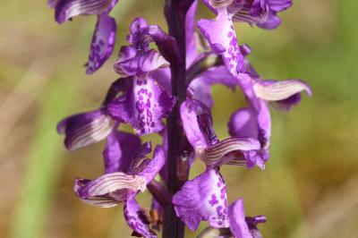 <i>Anacamptis morio</i>