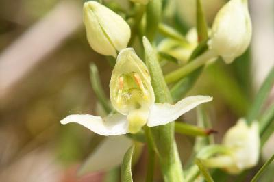 <i>Platanthera chlorantha</i>