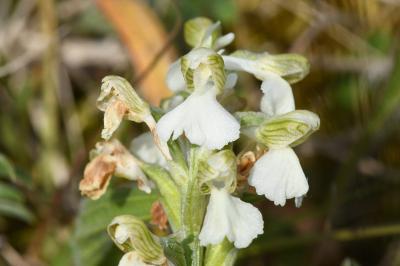 <i>Anacamptis morio</i>