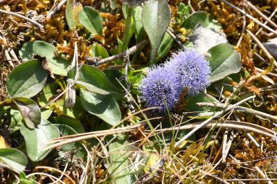 <i>Globularia bisnagarica</i>