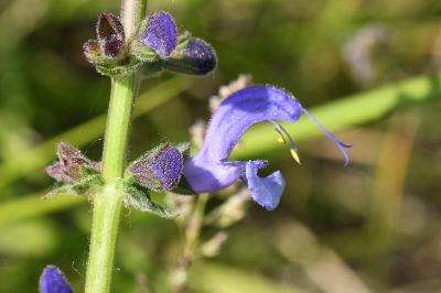 <i>Salvia pratensis</i>