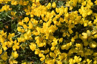 <i>Coronilla minima</i>