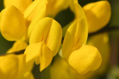 <i>Coronilla minima</i>