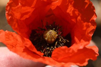 <i>Papaver rhoeas</i>