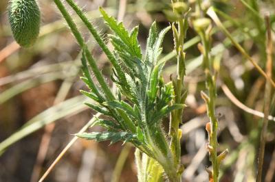 <i>Papaver rhoeas</i>