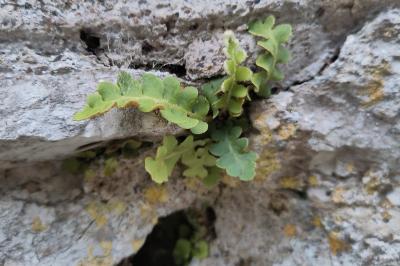 <i>Asplenium ceterach</i>