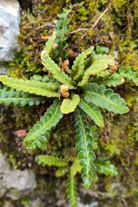 <i>Asplenium ceterach</i>